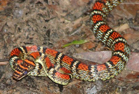 A large population of golden lancehead vipers. Banded Flying Snake Facts and Pictures | Reptile Fact