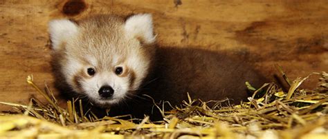 First As Rare Red Panda Cub Born At Longleat Insidewiltshire