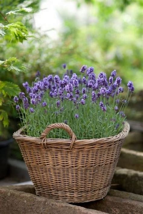 Growing Lavender In Pots Lavender Plant