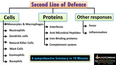 Second Line Of Defense In Immune Systemcomponents Defensive Cells