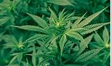 Marijuana Legalization News