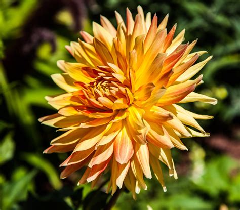 Oct 18, 2019 9:28 pm. Walking Arizona: A Single Dahlia