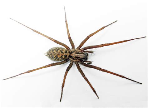 Giant House Spider Oregon Aide Vo