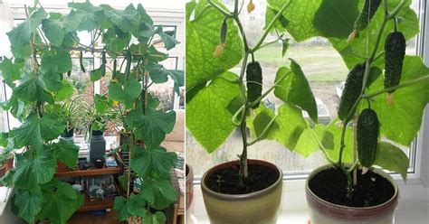 Everything About Growing Cucumbers Indoors Indoor Garden Web