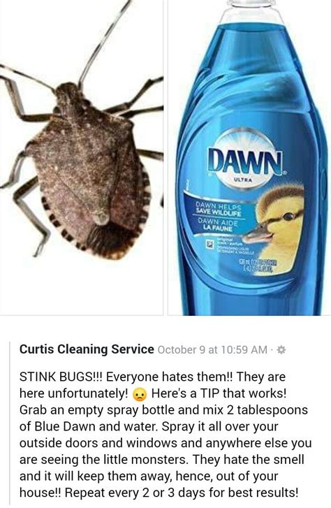 Stink Bug Remedy Stink Bugs Household Hacks Cleaning