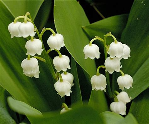 Did you scroll all this way to get facts about pink lily of the valley? Lily-of-the-Valley