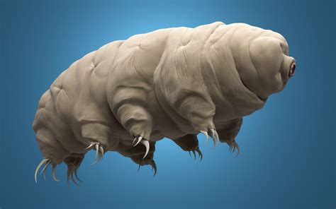 Cracking How ‘water Bears’ Survive The Extremes