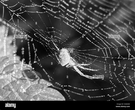 Black And White Spider Web Stock Photo Alamy