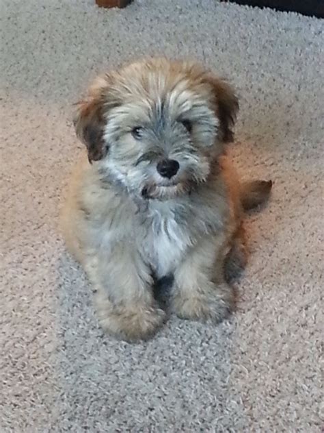 Max The Mini Schnauzer Shih Tzu Mix