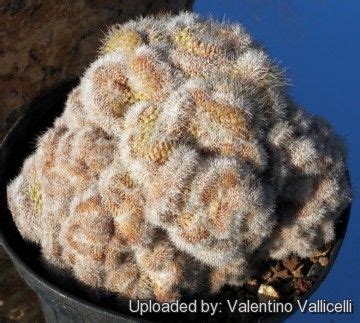 This strange mammillaria makes a nice and tangled cluster of fine crests. Mammillaria compressa cv. Yokan