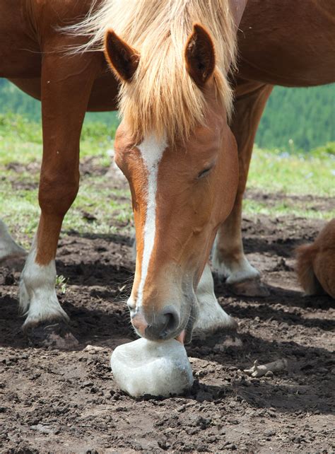 Ideally as most people know it is important to limit your salt intake as too much salt is bad for your diet. What Do Horses Eat? Healthy, Stable Diets and Fun, Safe Treats