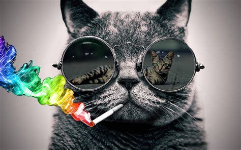 Download Cat With Sunglasses Wallpaper Gallery
