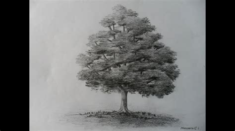 Como Dibujar Un árbol Paso A Paso Bien Fácil Bases Para Aprender A