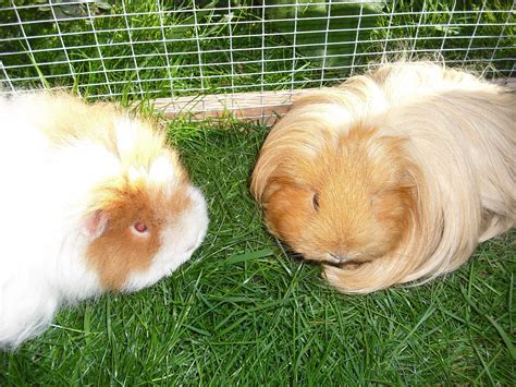 Glamorous Guinea Pigs | Derby