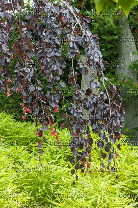 Images Fagus Sylvatica Purpurea Pendula Images De Plantes Et De Jardins Botanikfoto