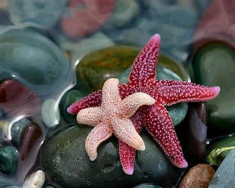 Starfishes Starfish Pink Red Beautiful Water Rocks Stones Hd