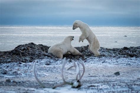 Two Polar Bears Play Fight Beside Water Stock Image Image Of