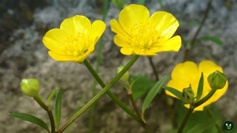 Buttercup Flower Meaning Myth And Symbolism Morflora