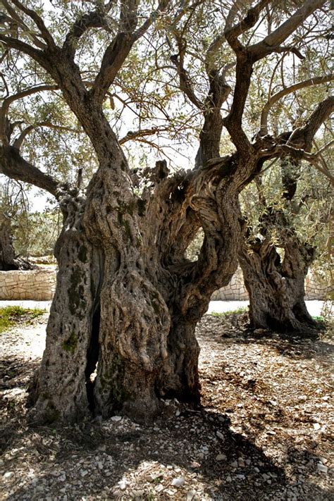 The Sisters Olive Trees Of Noah 6000 Years Old The Oldest Living