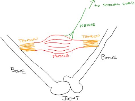 What does acupuncture actually do? What is IMS Acupuncture? Intramuscular Stimulation vs ...