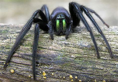 Poisonous Spiders Insects And Snakes In Britain Uk England Hubpages