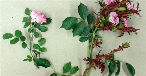 Learn The Symptoms Of Rose Rosette Virus Before Spring