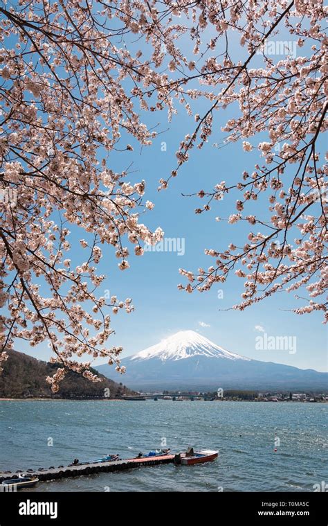 Mt Fuji Over Cherry Blossoms At Lake Kawaguchi Stock Photo Alamy