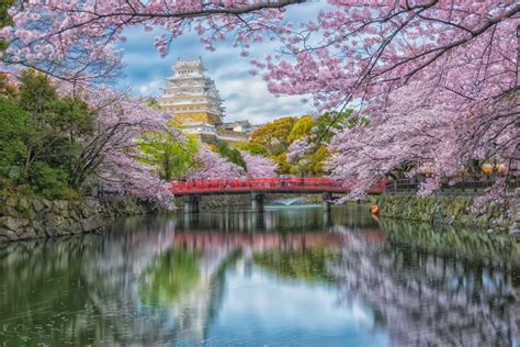 Free Stock Photo Of Beauty Castle Cherry Blossom