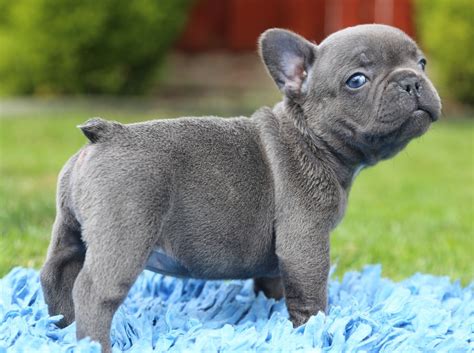 We have these stunning french bulldog puppies for adoption. French Bulldog Puppies For Sale | Southwest Portland, OR #265656