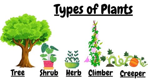 Types Of Plants Names Of Different Types Of Plants Preschool
