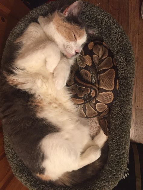My Best Friends Pets They Are Totally Comfortable With Each Other As