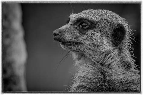 Meerkat Is All Ears Harold Russell Flickr