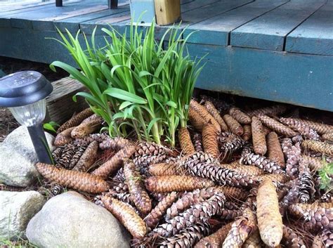 It produces small tufts with erect stems. 0e1f5e88e8713be79ac44b072a86ee33.jpg 750×560 pixels ...
