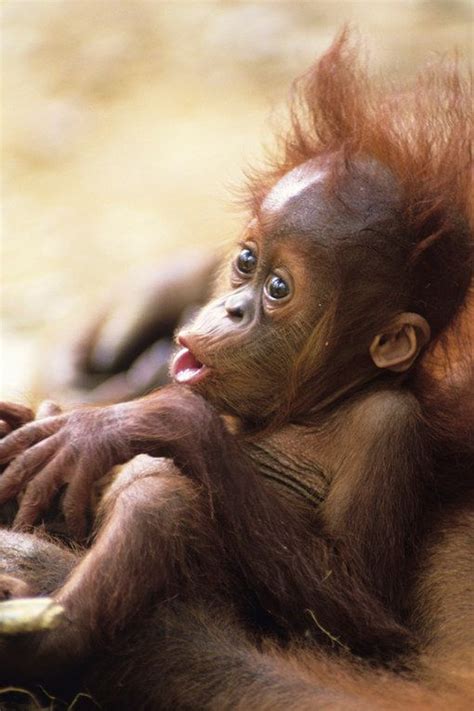 Cute Baby Animals 100 Reasons To Go ‘ahhhh Photo Album Sofeminine
