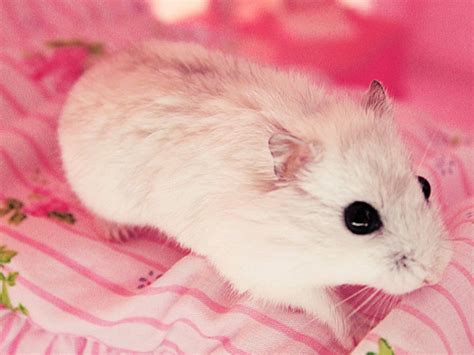Baby Hamsters Wallpapers Wallpaper Cave