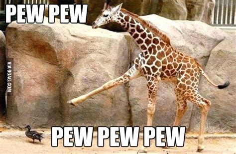 Pew Pew Pew With Images Funny Duck Funny Animal Memes Animal Memes