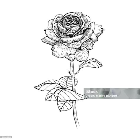 Ilustrasi Vektor Bunga Mawar Hitam Dan Putih Yang Indah Tanaman Berbunga Bunga Terisolasi Di