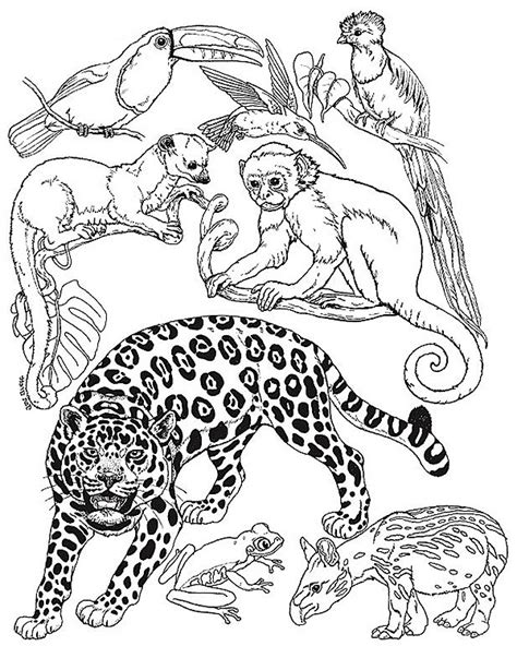Jungle Animals Coloring Page Preschool Jungle Themed Coloring Pages