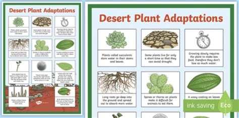 What Is Plant Adaptation Plants And Adaptations Twinkl