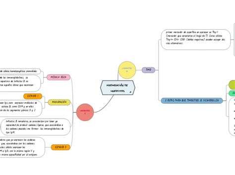 Maduraci N De Linfocitos Mapa Mental Amostra
