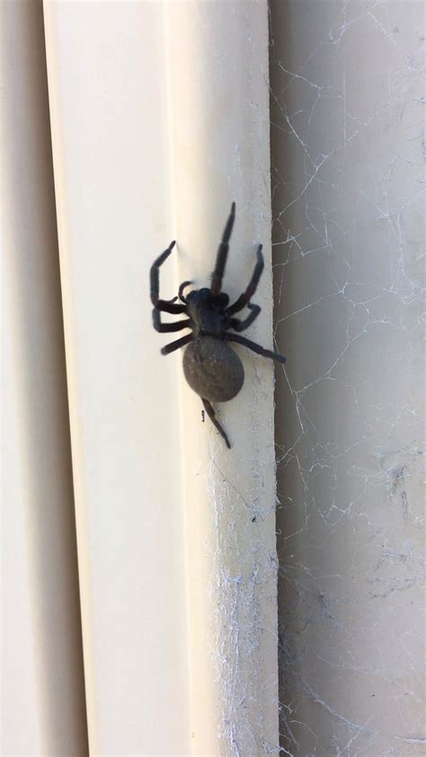Black House Spiders Are Typically Found Around Perths Colourbond