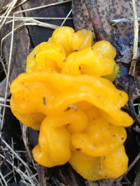 Tremellales, dacrymycetales, auriculariales and sebacinales. jelly fungi | Fungi, Stuffed peppers, Stuffed mushrooms