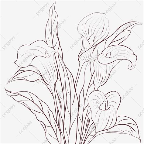 Line Drawing Flowers Calla Lily Clipart Black And White Line Drawing