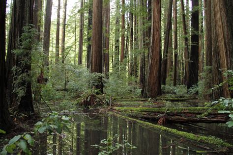 Prairie Creek Redwoods State Park California Juri Knauth Flickr