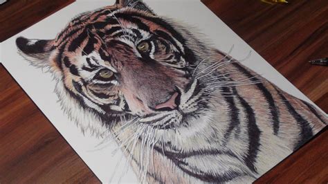 Realistic Tiger Ballpoint Pen Drawing Freehand Art Pen Drawing