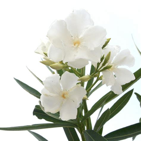 The fruit is a long narrow pair of follicles, which splits the etymological association of oleander with the bay laurel has continued into the modern day: White Oleander Flowers Close Up Isolated On White ...