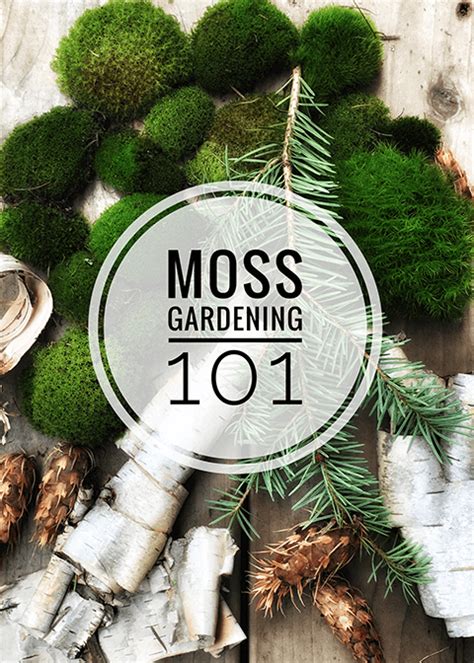 How To Grow Moss A Moss Gardening Guide