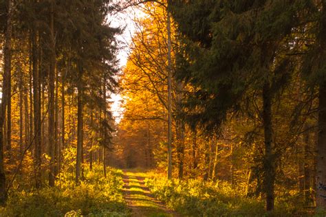 Free Images Tree Nature Wilderness Branch Sunset Trail Sunlight