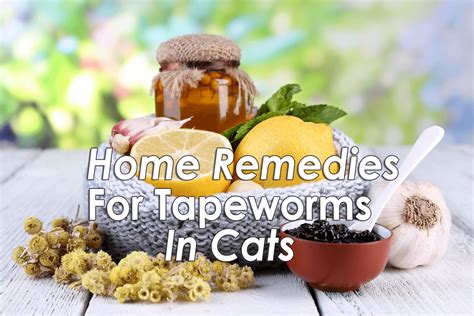 Can i deworm my cat naturally? Tapeworm Removal In Cats - toxoplasmosis