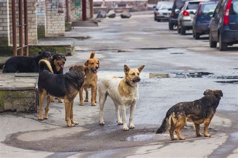 Browse all dog and cat rescues and adoptables. Cruel euthanasia of stray dogs in Almaty (Kazakhstan ...